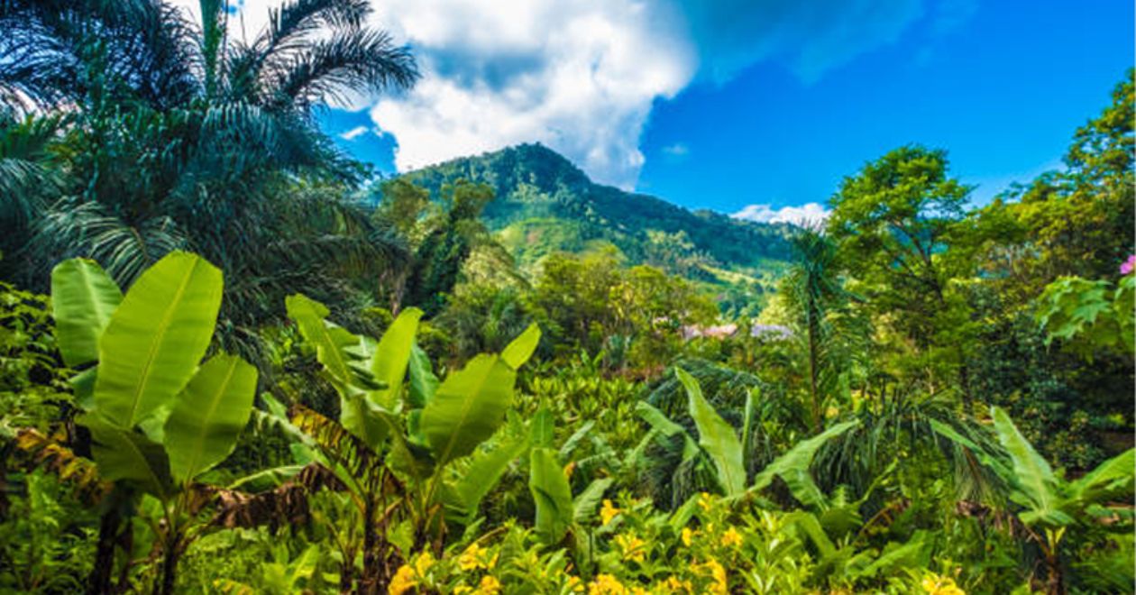 Parque Nacional de Ranomafana