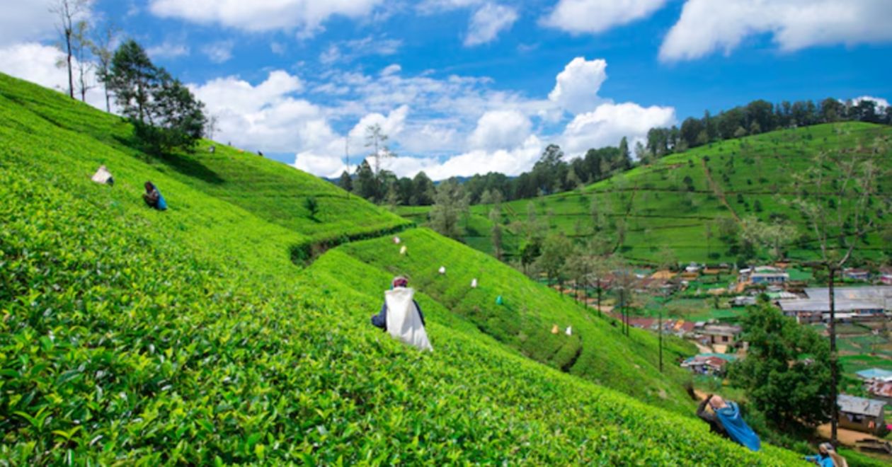 Plantações de chá em Nuwara Eliya