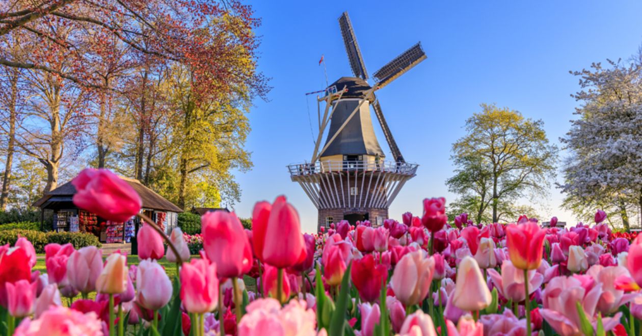 O País dos Tulipas