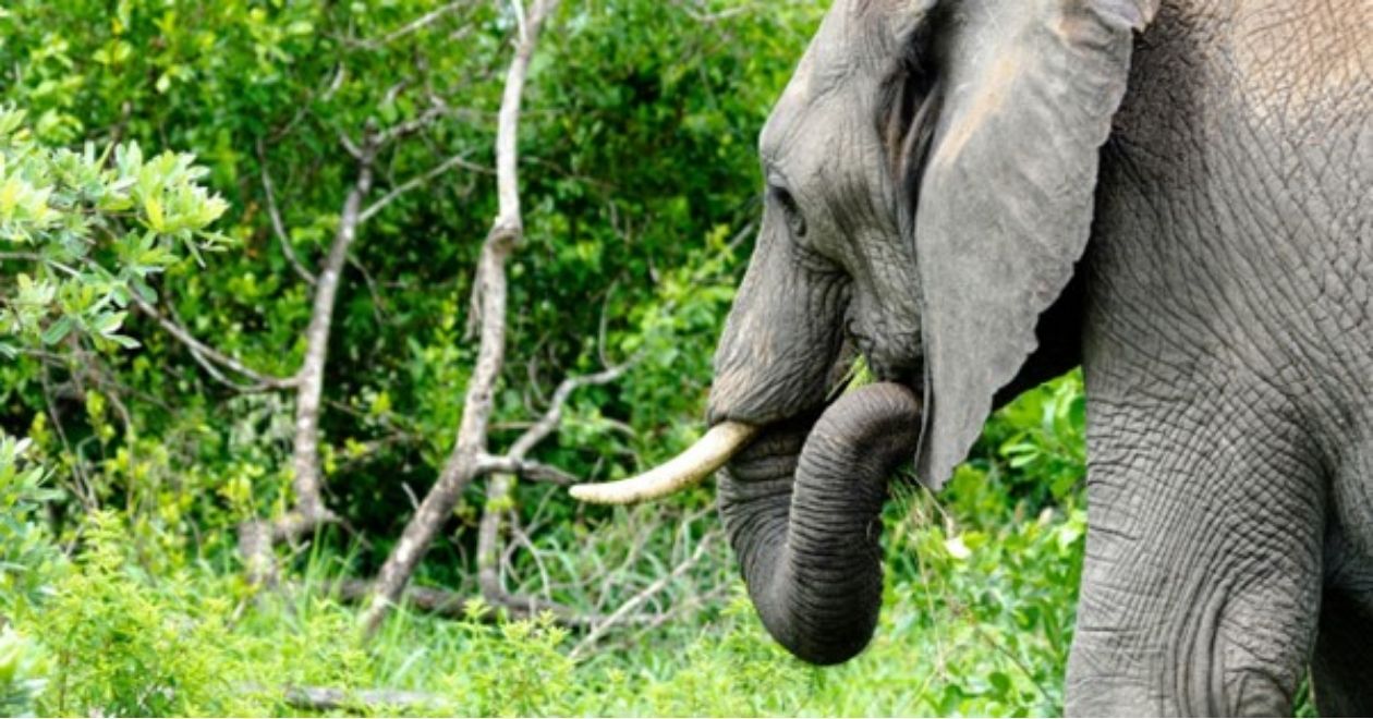 Parque Nacional Kruger – África do Sul
