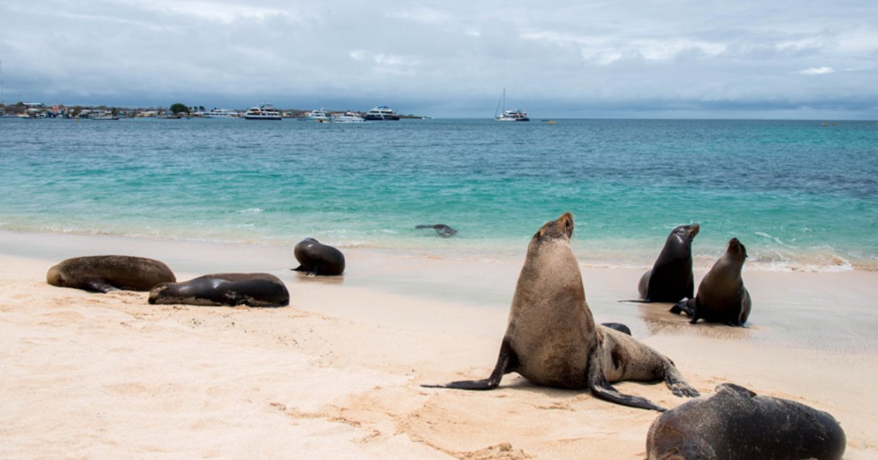 Excursão em Galápagos 