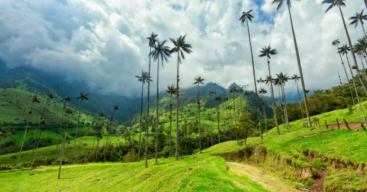 Vale do Cocora