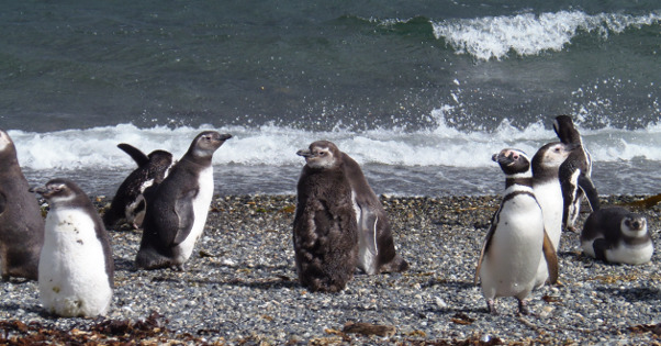 Caminhada com pinguins na Isla Martillo