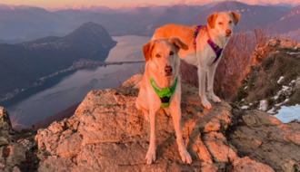 Como viajar com segurança com seu pet