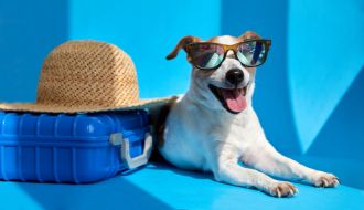 Dicas para viajar de avião com pets