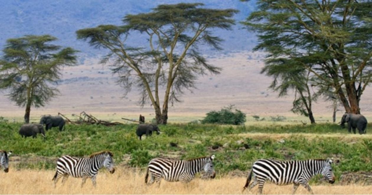 Parque Nacional do Serengeti – Tanzânia