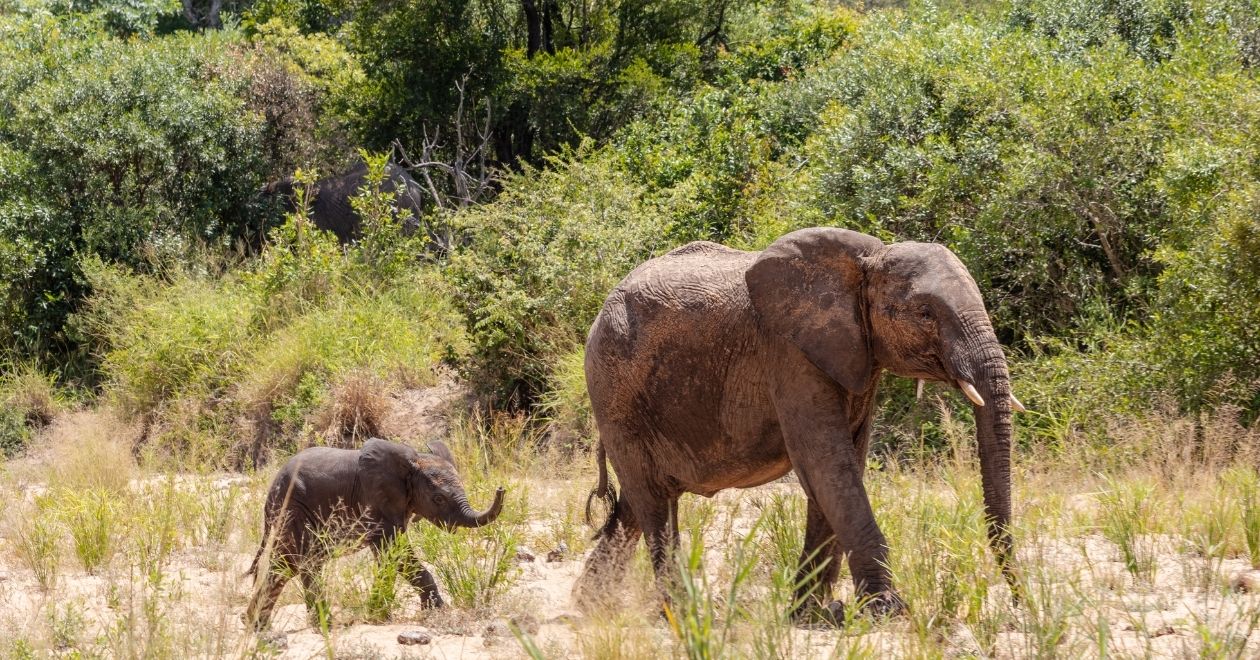 Parque Nacional Addo Elephant