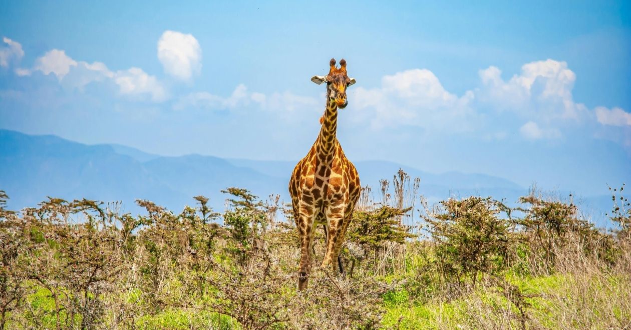 Parque Nacional Pilanesberg