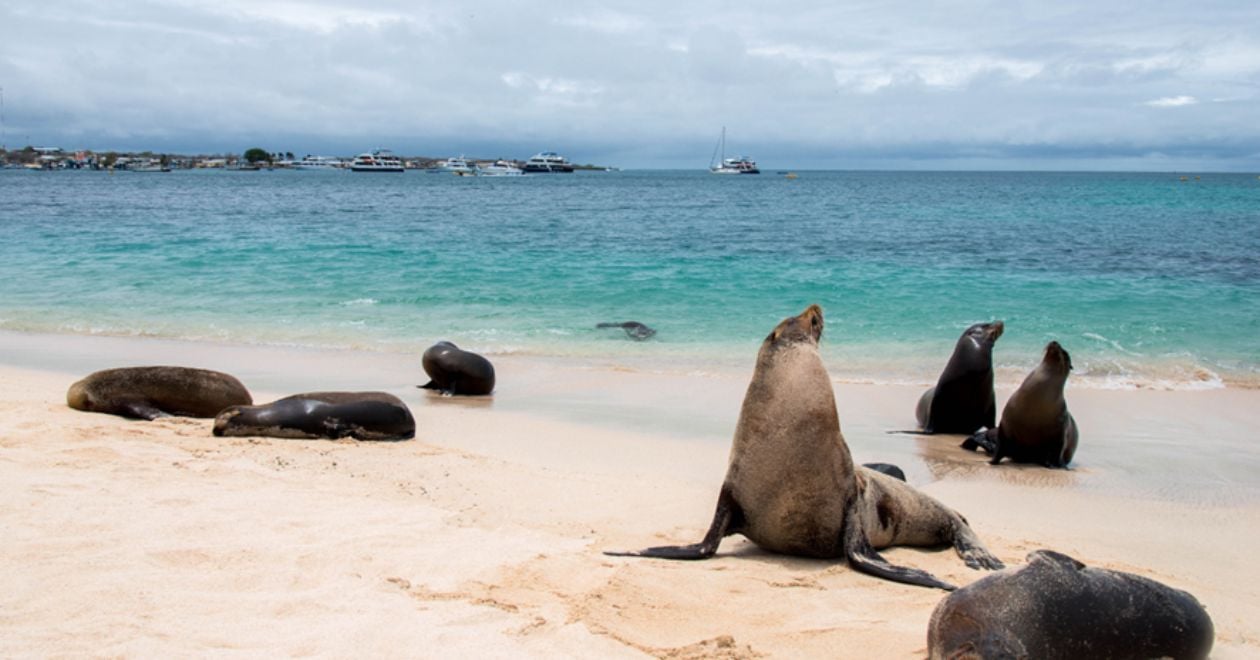 Excursão em Galápagos 