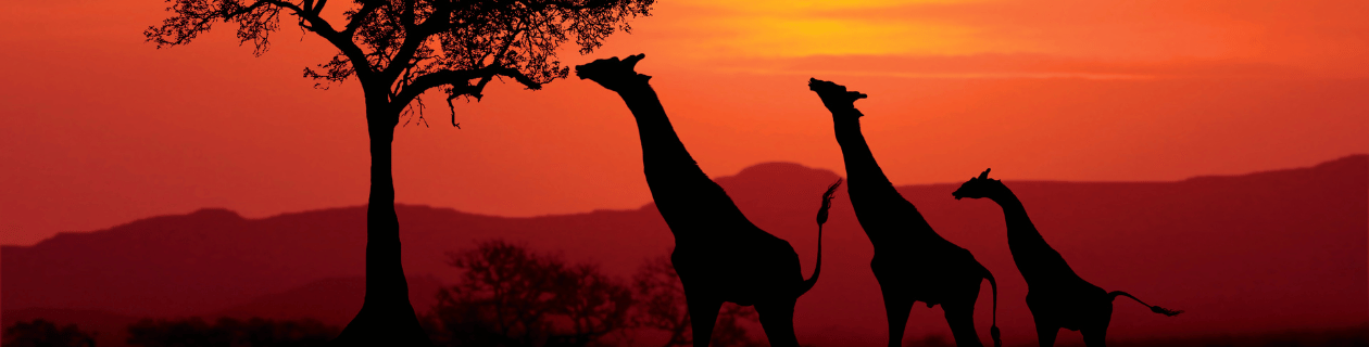 Sego Viagem para África | Allianz Travel