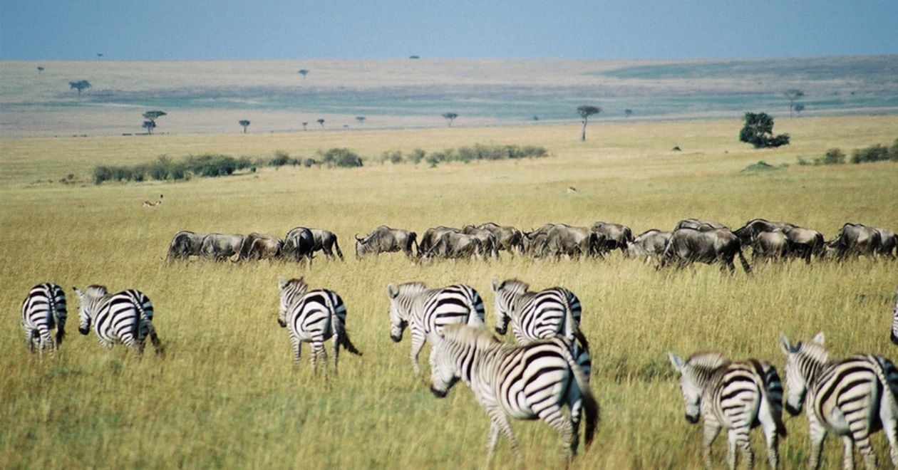 Reserva Nacional de Maasai Mara
