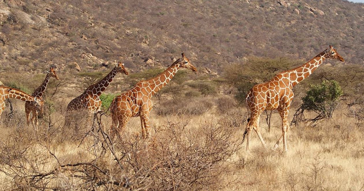 Reserva Nacional de Samburu