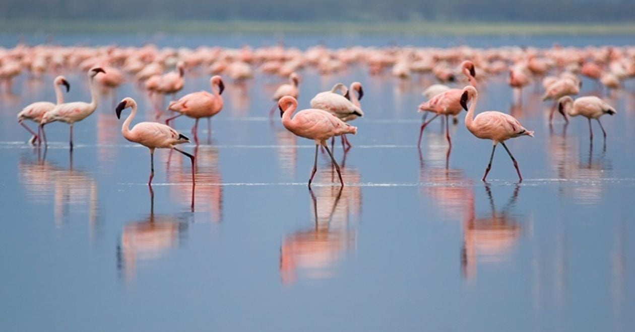 Lago Nakuru