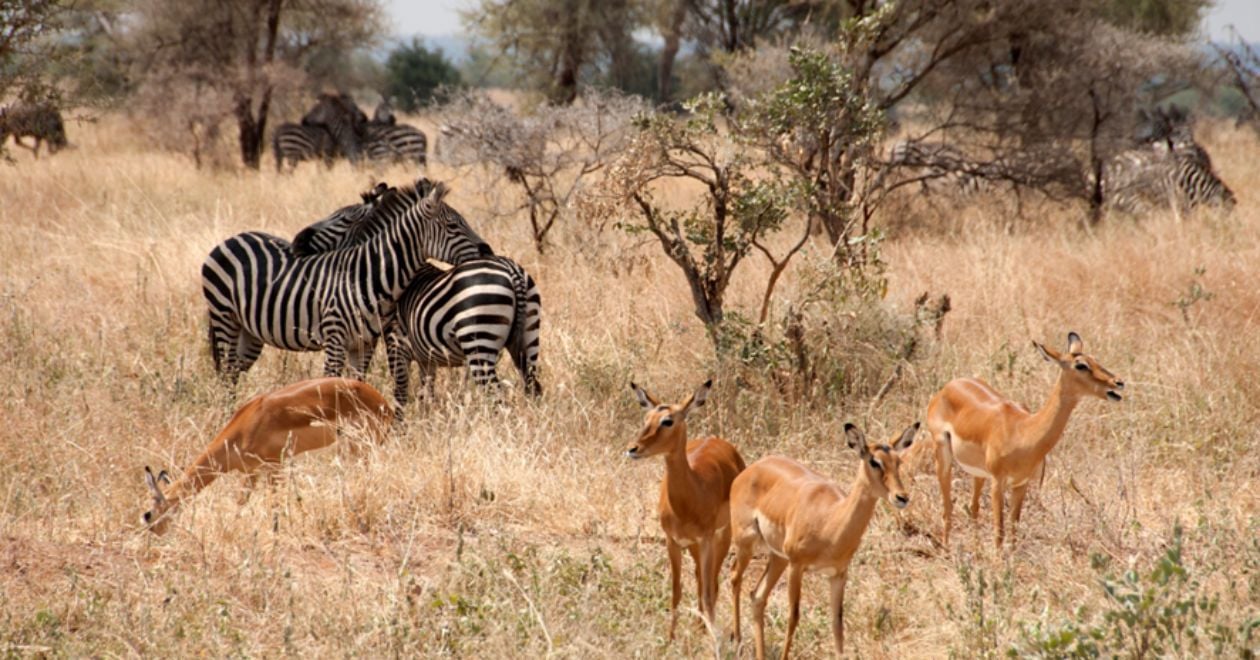 Tarangire National Park