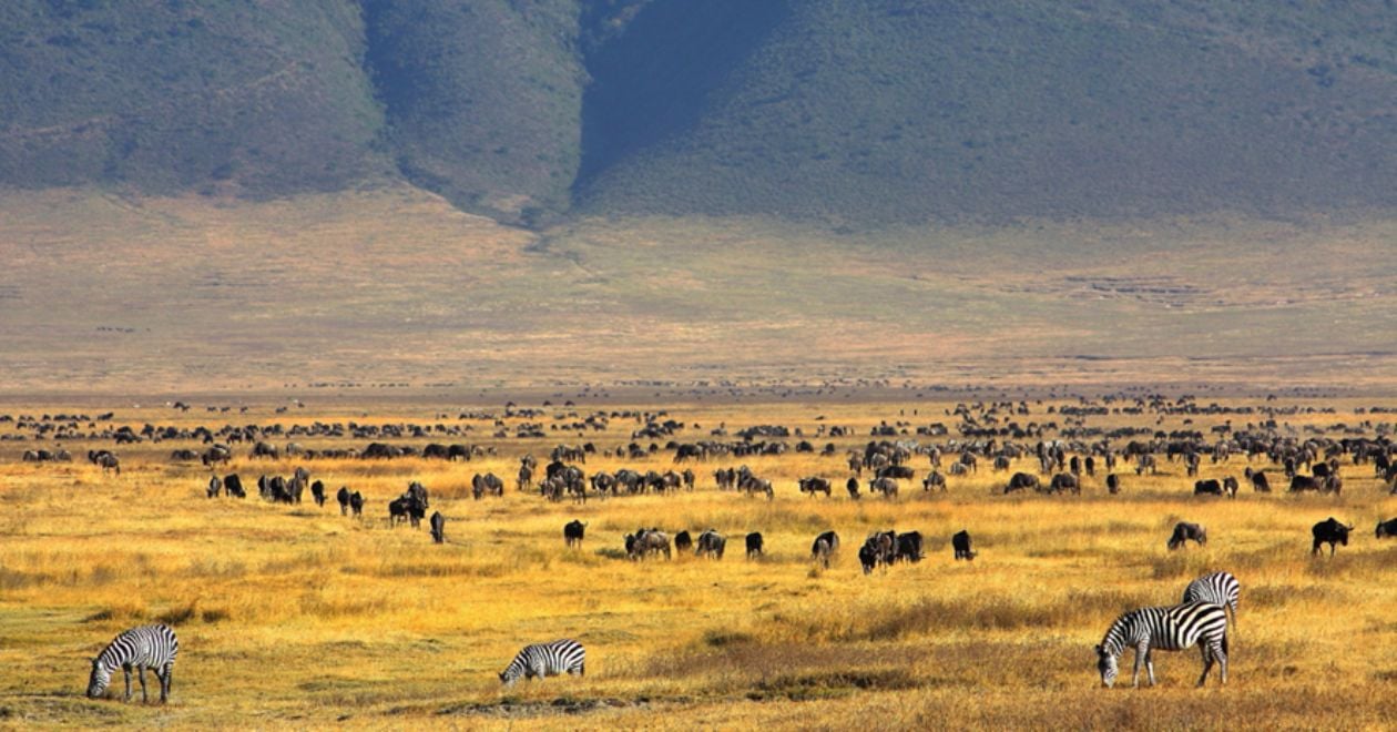 Ngorongoro Crater