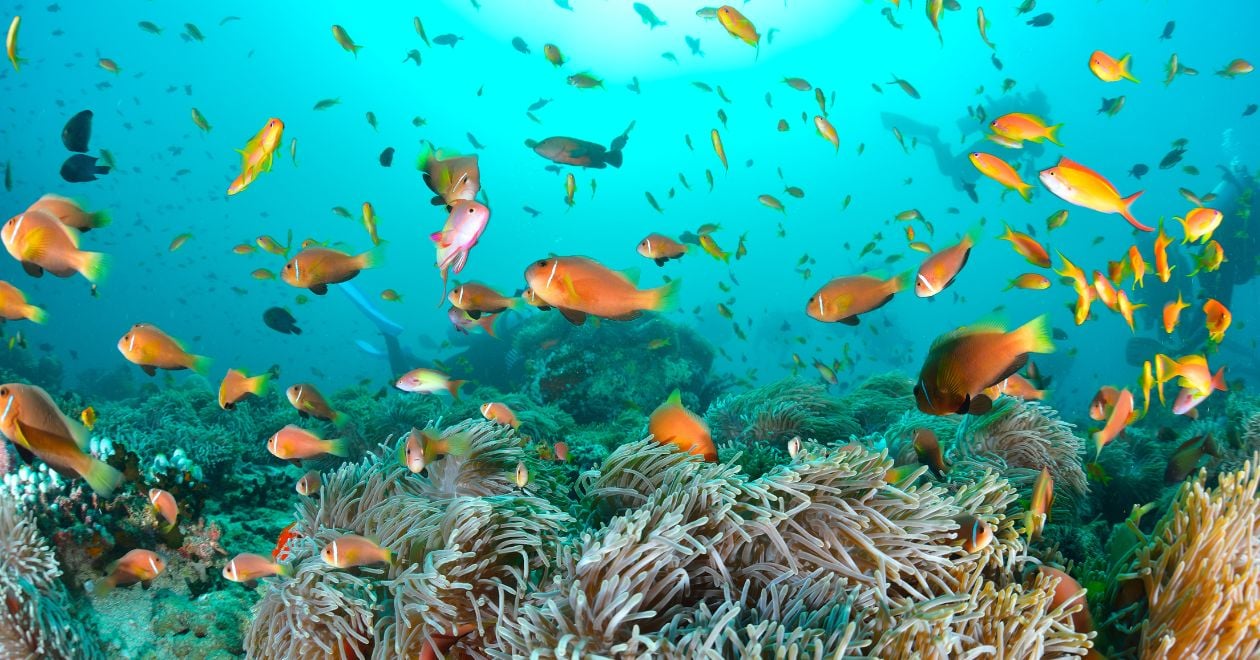 useful description of image if informative and not decoration only.