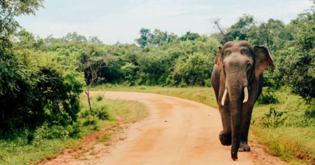 Parque Nacional de Yala